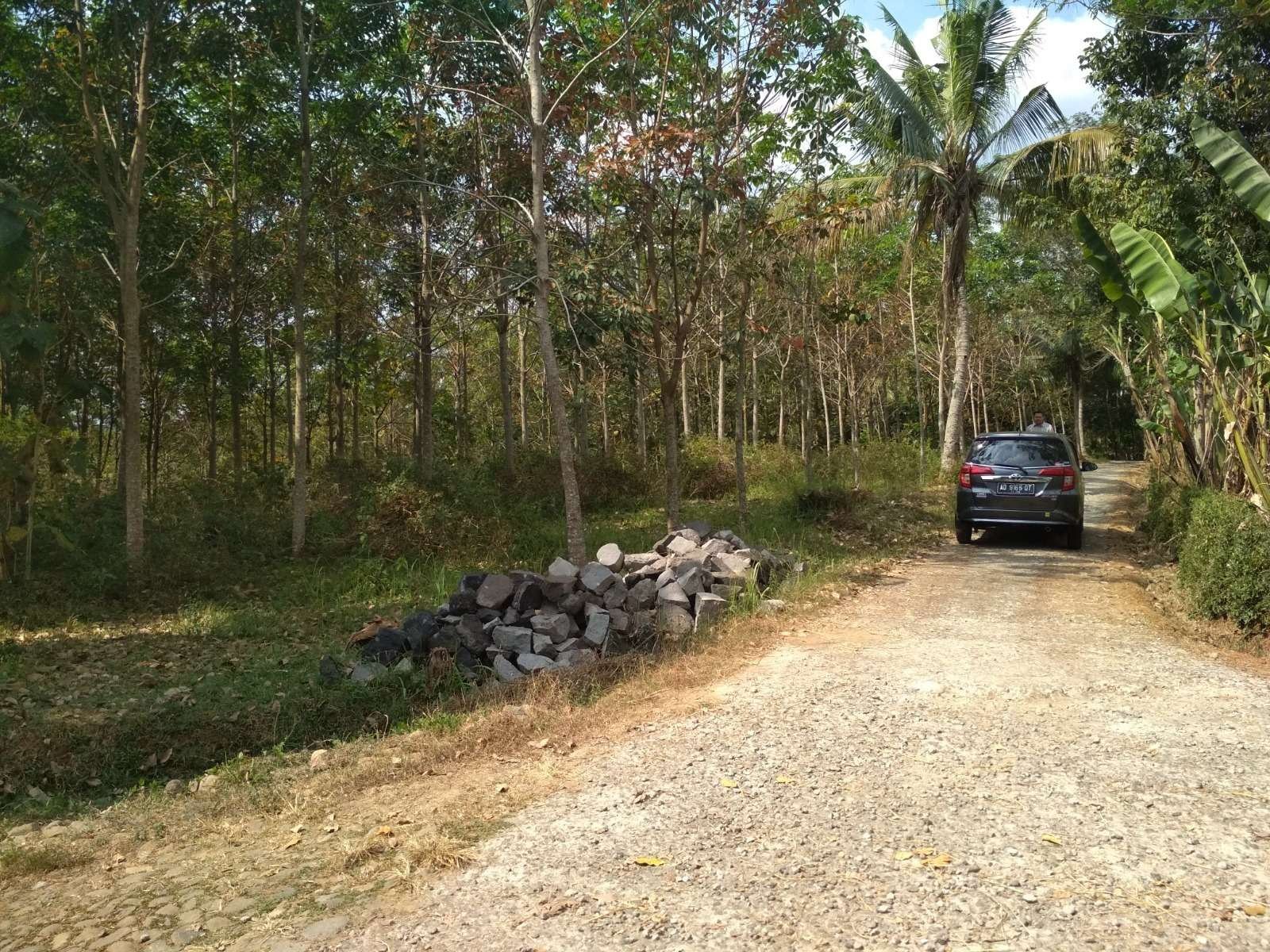 Mojogedang karet (5)