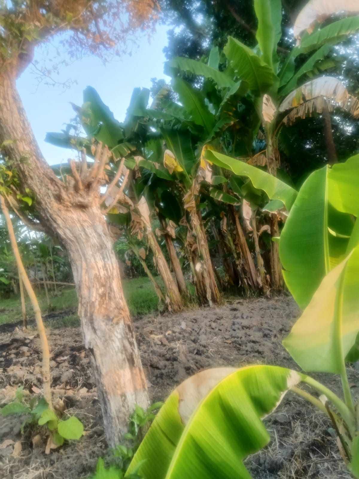 WhatsApp Image 2024-11-05 at 14.54.43