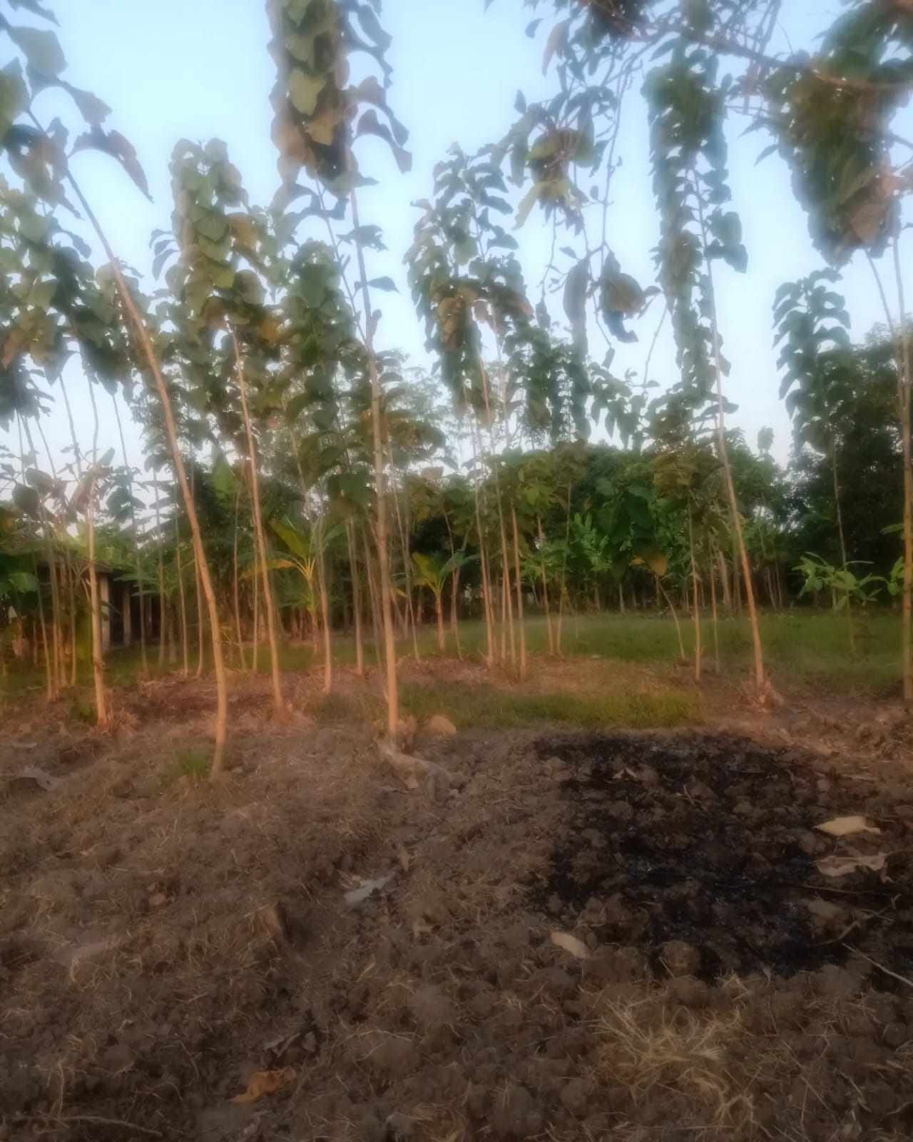 WhatsApp Image 2024-11-05 at 14.54.44