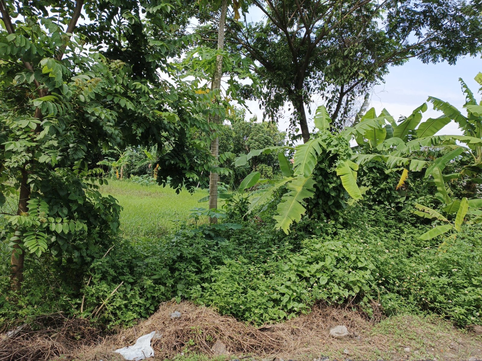 WhatsApp Image 2024-12-20 at 10.44.07