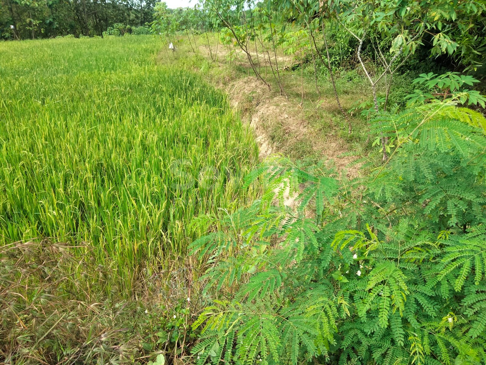 WhatsApp Image 2025-06-19 at 15.51.42