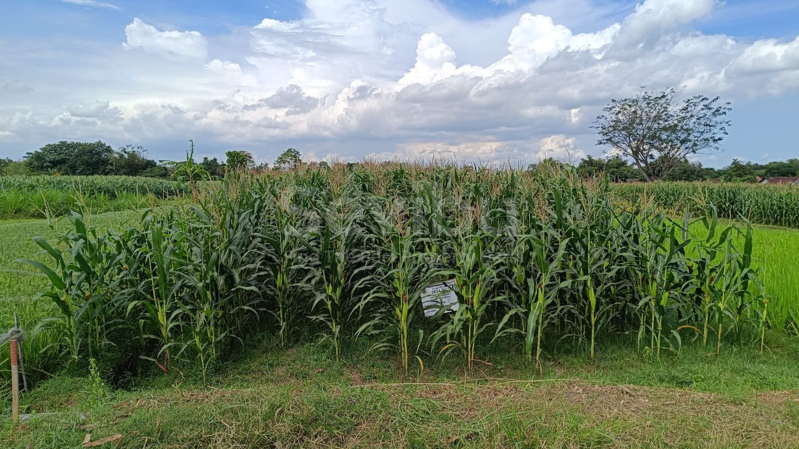 WhatsApp Image 2025-08-21 at 8.17.28 AM (2)