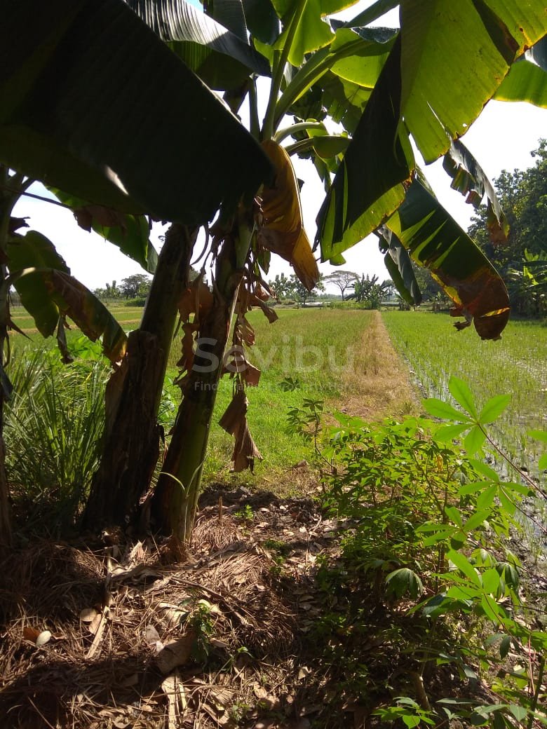 Hersus-Tanah Tegalarum