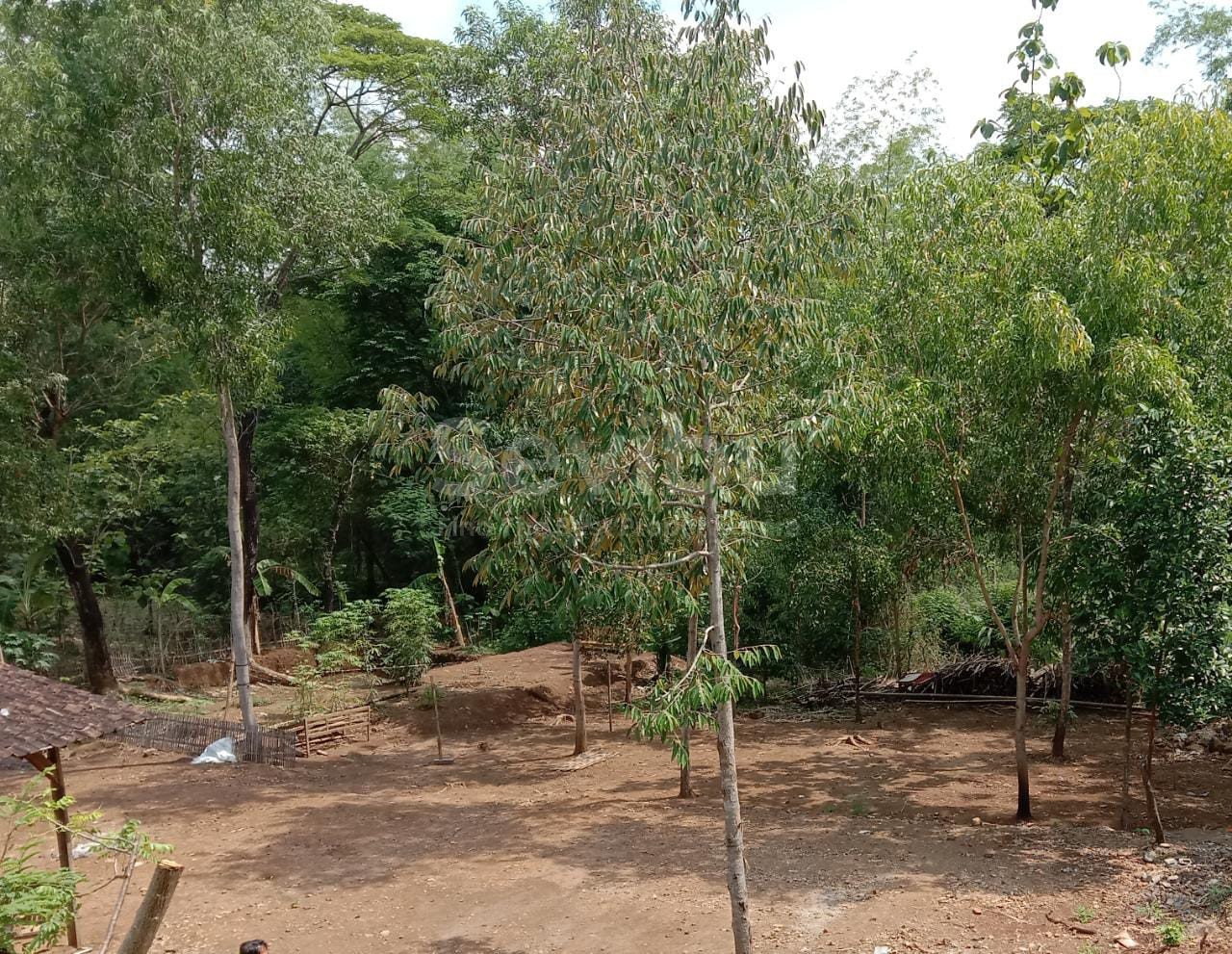 Yuniar-Tanah Pojok Nogosari Boyolali