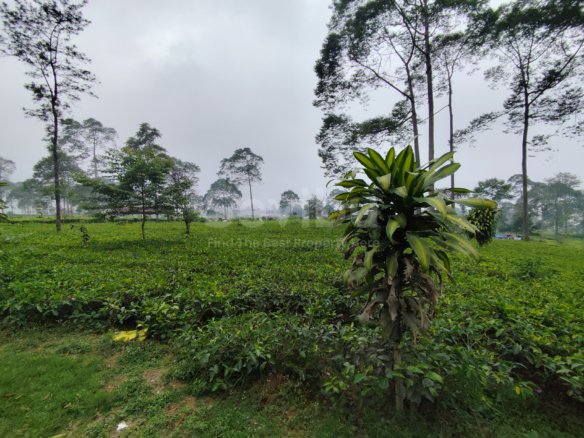 Premium land investment Wonosobo negotiable dan strategis