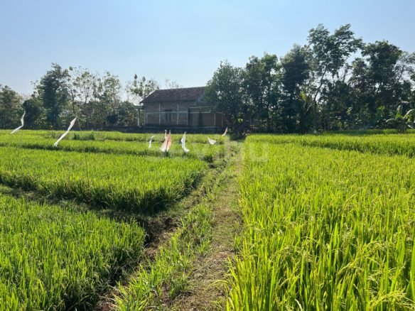 Dijual Sawah Subur 1400m2 200jt Kerjo Karanganyar